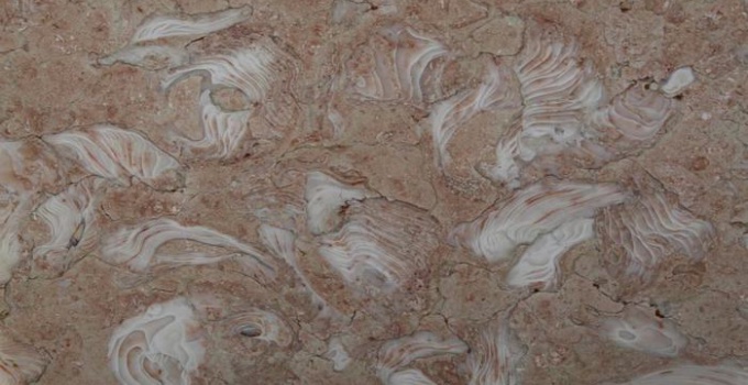FOSSILIOUS